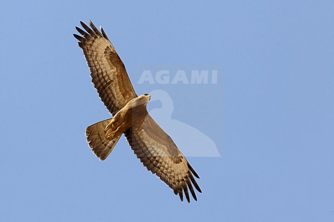 Juveniele Wespendief in de vlucht; Juvenile European Honey Buzzard in flight stock-image by Agami/Daniele Occhiato,