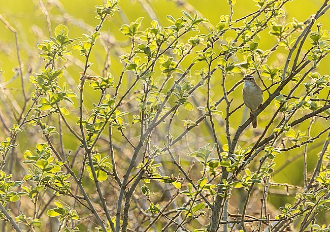 Singing male Sedge Warbler, Acrocephalus schoenobaenus, in the Netherlands. stock-image by Agami/Marc Guyt,