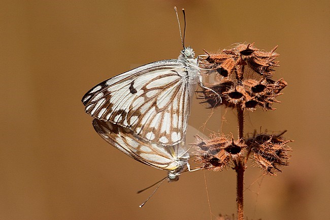 Parende Belenois aurota, African Caper White pair mating stock-image by Agami/Wil Leurs,