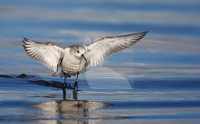 Drieteenstrandloper, Sanderling, Calidris alba stock-image by Agami/Arie Ouwerkerk,