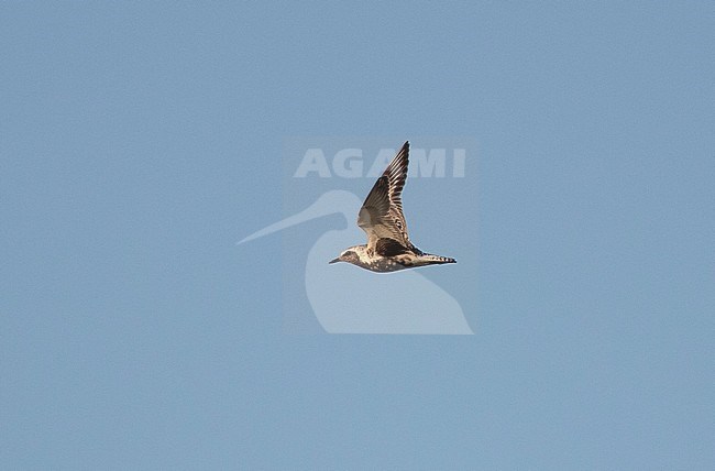 Adult Grey Plover (Pluvialis squatarola) in flight during late summer in the Netherlands. Also known as Black-bellied Plover stock-image by Agami/Edwin Winkel,