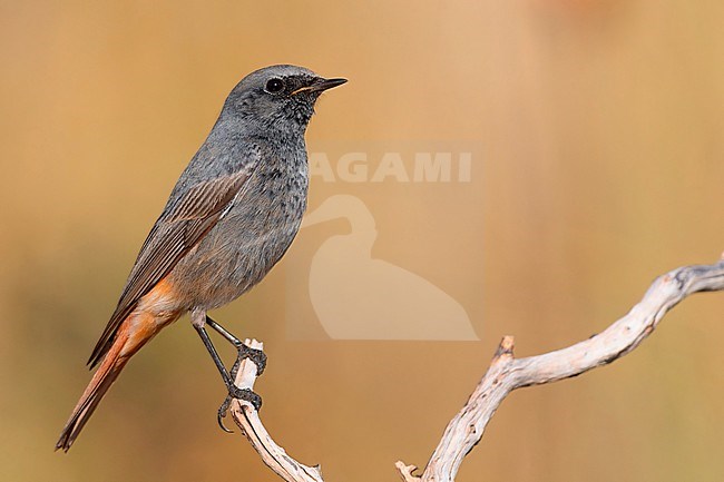 Black Redstart (Phoenicurus ochruros giraltariensis), male perched on a branch, Montecorvino Rovella, Campania, Italy stock-image by Agami/Saverio Gatto,