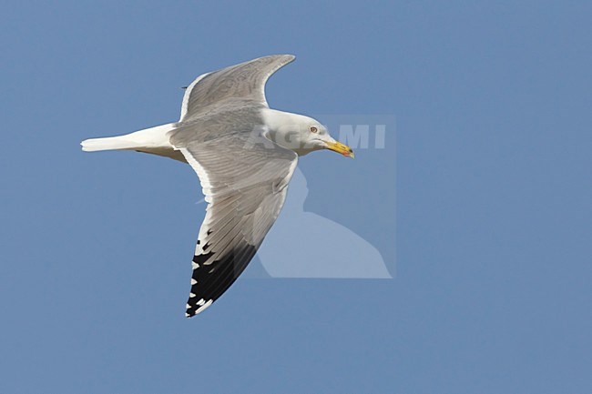 Gabbiano del Caspio; Gabbiano delle steppe; Steppe Gull; Larus cachinnans barabensis stock-image by Agami/Daniele Occhiato,