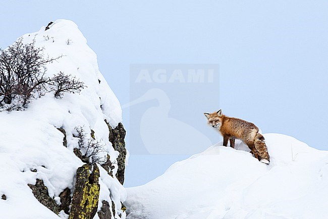 Vos staand op besneeuwde heuvel; Red Fox standing at snow-covered hill stock-image by Agami/Caroline Piek,