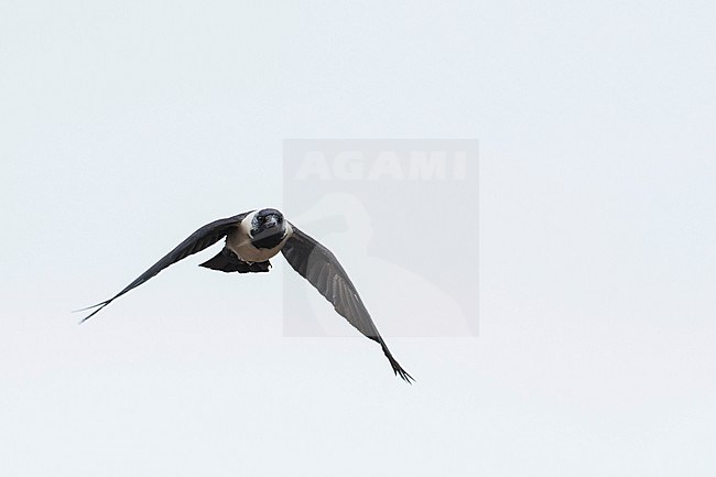 Daurian Jackdaw - Corvus dauuricus - Elsterdohle, Russia (Baikal), adult stock-image by Agami/Ralph Martin,