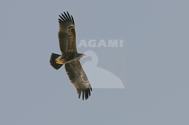 Lesser Spotted Eagle immature flying; Schreeuwarend onvolwassen vliegend stock-image by Agami/Daniele Occhiato,