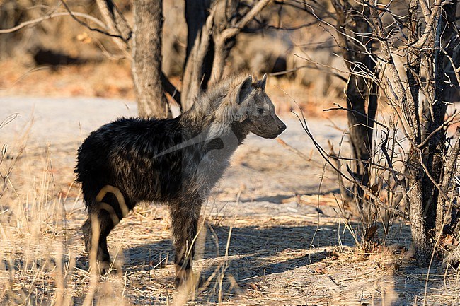 Portrait of a spotted hyena pup, Crocuta crocuta. Okavango Delta, Botswana. stock-image by Agami/Sergio Pitamitz,