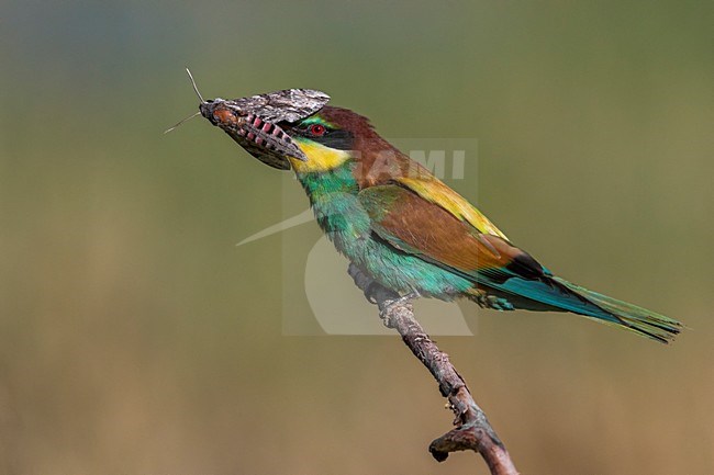 Bijeneter met vlinder, European Bee-eater with Butterfly stock-image by Agami/Daniele Occhiato,