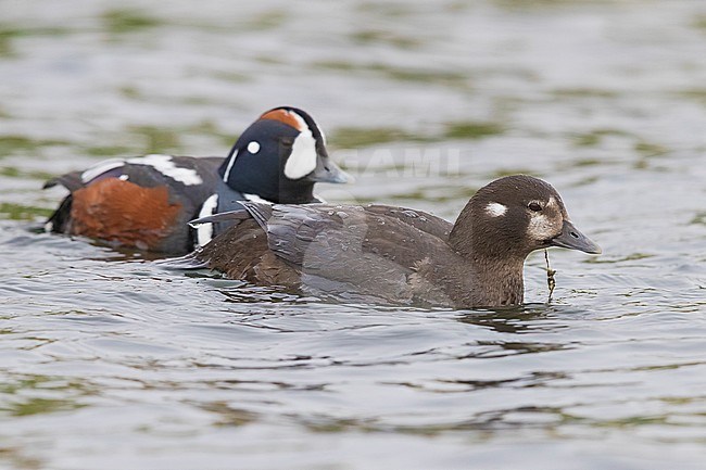 Harlequin Duck (Histrionicus histrionicus), couple swimming in a lake stock-image by Agami/Saverio Gatto,