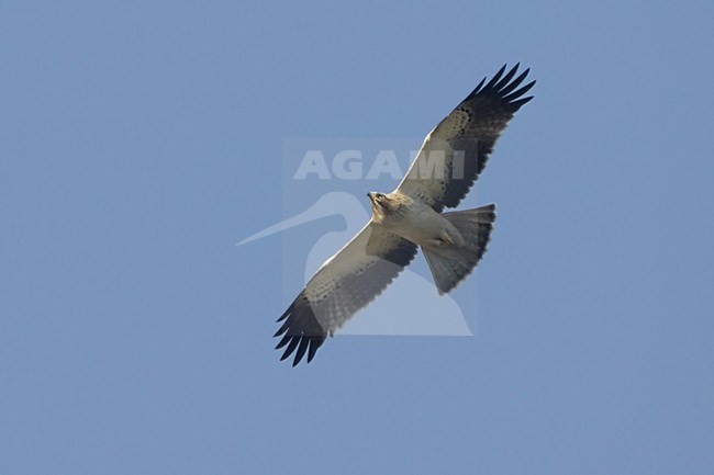 Booted Eagle light morph flying; lichte fase Dwergarend vliegend stock-image by Agami/Daniele Occhiato,