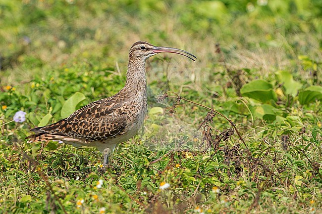 Adult
Kahuku, Oahu, HI
March 2022 stock-image by Agami/Brian E Small,