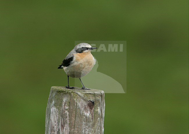 Northern Wheatear female perched; Tapuit vrouw zittend stock-image by Agami/Arie Ouwerkerk,