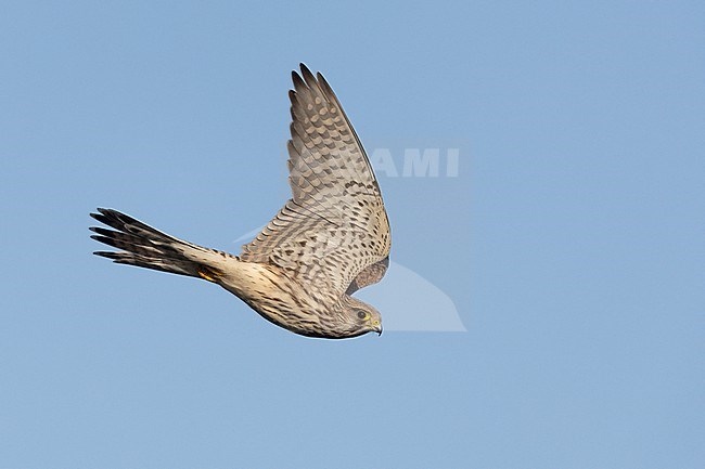 Juvenile Eurasian Kestrel (Falco tinnunculus) in flight. Hovering in mid-air, looking for prey in Lolland, Denmark. stock-image by Agami/Helge Sorensen,