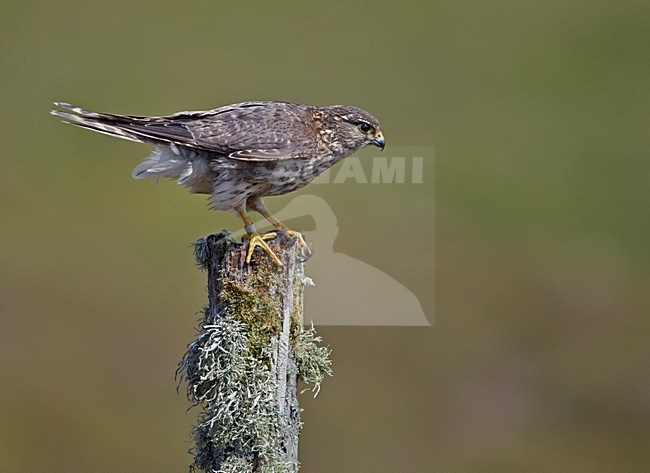 Smelleken zittend, Merlin perched stock-image by Agami/Markus Varesvuo,