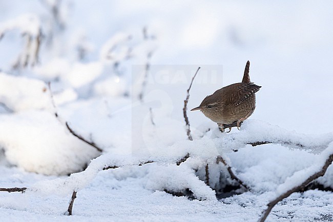 Winter Wren (Troglodytes troglodytes) in snow at Gentofte, Denmark stock-image by Agami/Helge Sorensen,