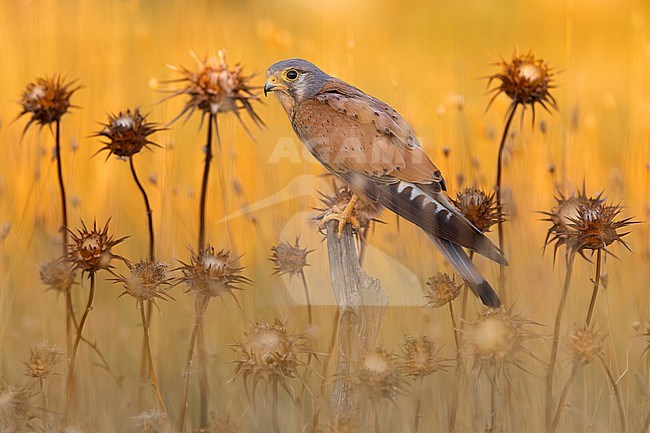 Eurasian Kestrel, Falco tinnunculus, in Italy. stock-image by Agami/Daniele Occhiato,