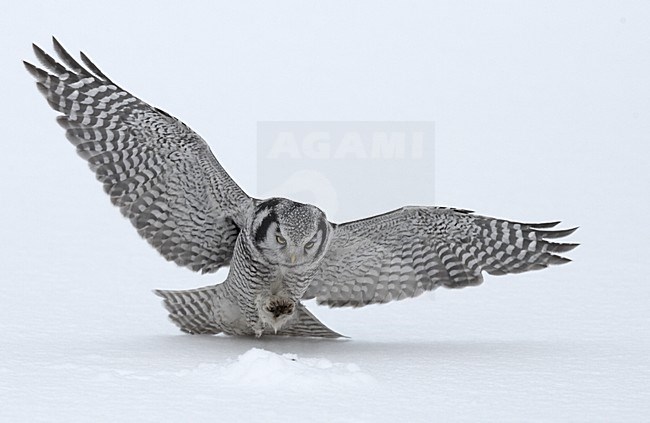 Northern Hawk Owl hunting; Sperweruil jagend stock-image by Agami/Jari Peltomäki,