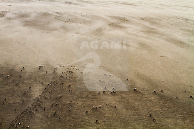 Drifting sand in storm wind blowing over the beach stock-image by Agami/Menno van Duijn,