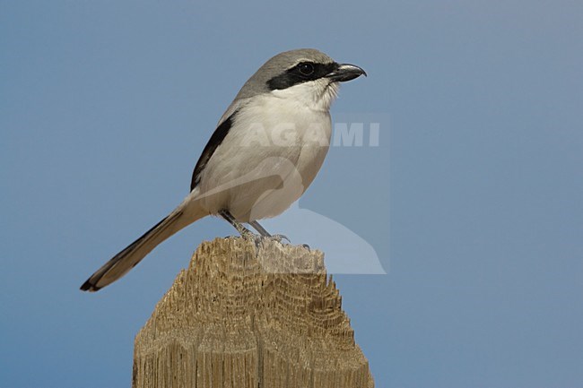 Zuidelijke Klapekster op paal; Southern Grey Shrike perched on pole stock-image by Agami/Daniele Occhiato,