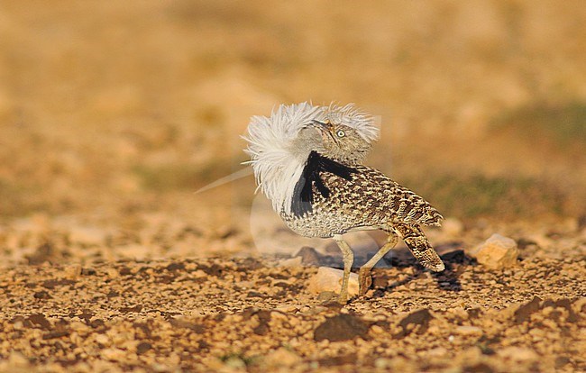 Canary Islands Bustard (Chlamydotis undulata fuertaventurae) on Fuerteventura. stock-image by Agami/Rene Pop ,