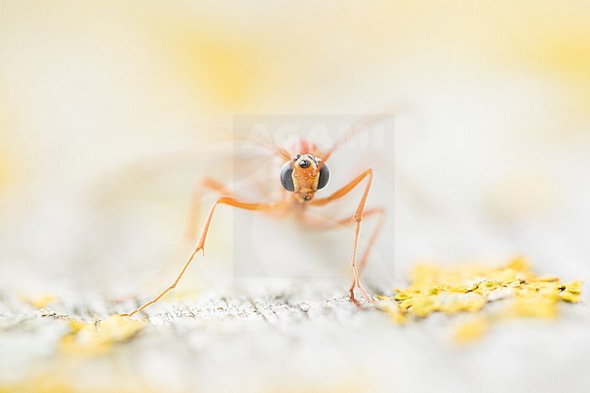 Ophion obscuratus, Germany (Lower Saxony), imago stock-image by Agami/Ralph Martin,