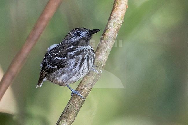 A Male Dot-backed Antbird (Hylophylax punctulatus) at Puerto Nariño, Amazonas, Colombia stock-image by Agami/Tom Friedel,