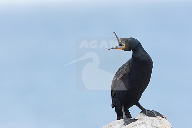 Kaapse Aalscholver, Cape Cormorant stock-image by Agami/Wil Leurs,