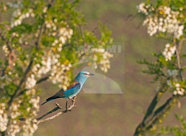 European Roller perched in flowering tree Hongary, Scharrelaar zittend in bloeiende boom Hongarije stock-image by Agami/Markus Varesvuo,