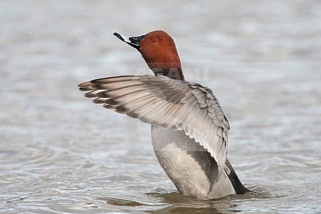 Tafeleend, Common Pochard, Aythya ferina stock-image by Agami/Jari Peltomäki,