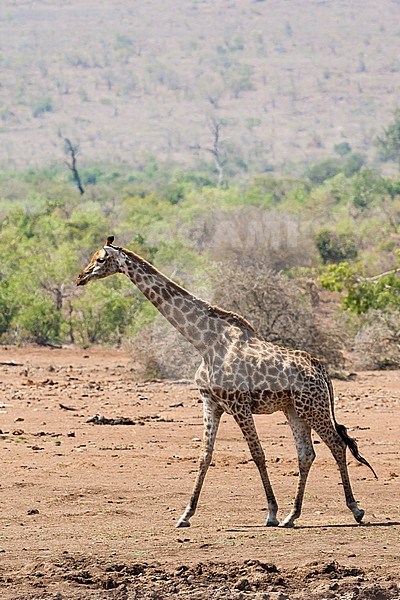 Southern giraffe (Giraffa giraffa) walking at Kruger National Park in summer stock-image by Agami/Caroline Piek,