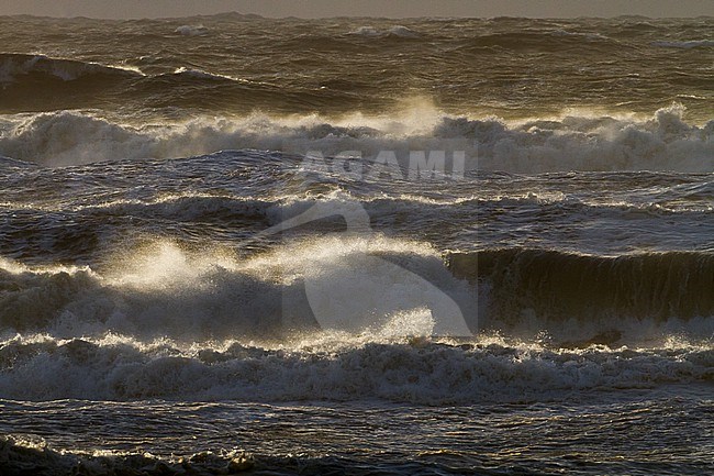 Sunset over storm north sea with big waves and breaking surf stock-image by Agami/Menno van Duijn,