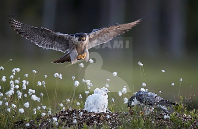 Peregrine male and female approaching with chicks (Falco peregrinus) Vaala Finland June 2017 stock-image by Agami/Markus Varesvuo,