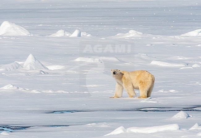 Adult Polar Bear (Ursus maritimus) standing in a frozen world north of Svalbard, arctic Norway. stock-image by Agami/Marc Guyt,