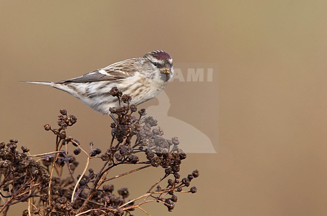 Grote Barmsijs foeragerend op zaden; Mealy Redpoll foraging on seeds stock-image by Agami/Ran Schols,