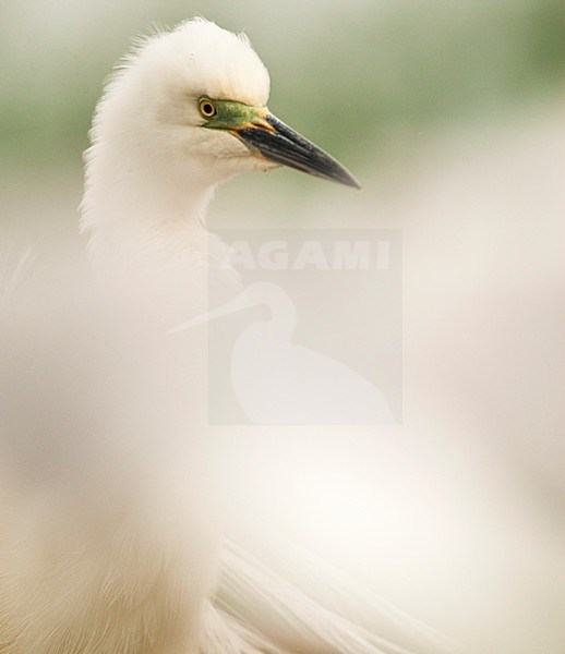 Kleine Zilverreiger, Little Egret, Egretta garzetta stock-image by Agami/Marc Guyt,