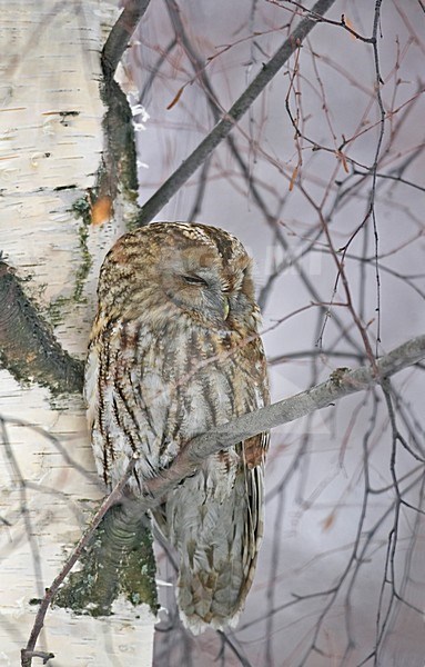 Volwassen Bosuil op een tak; Adult Tawny Owl on a branch stock-image by Agami/Markus Varesvuo,