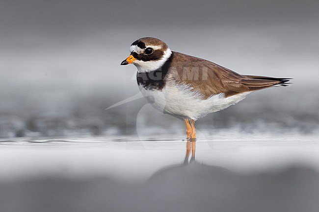 Common Ringed Plover (Charadrius hiaticula) in Italy. stock-image by Agami/Daniele Occhiato,