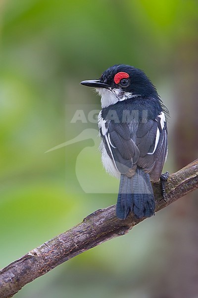 Brown-throated Wattle-eye (Platysteira cyanea) perched on a branch in a rainforest in Ghana. stock-image by Agami/Dubi Shapiro,