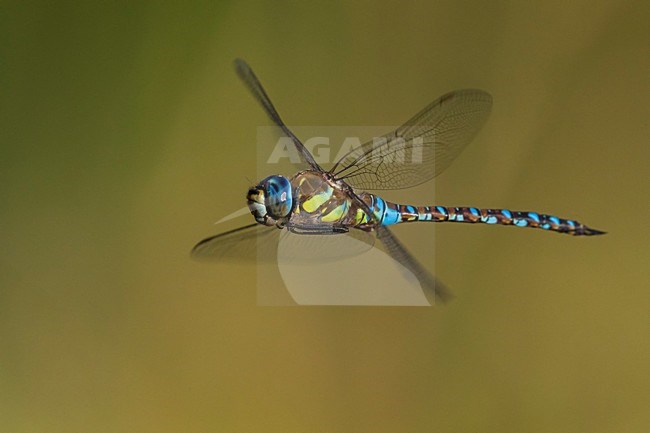 Vliegende Paardenbijter, Migrant Hawker in flight stock-image by Agami/Daniele Occhiato,