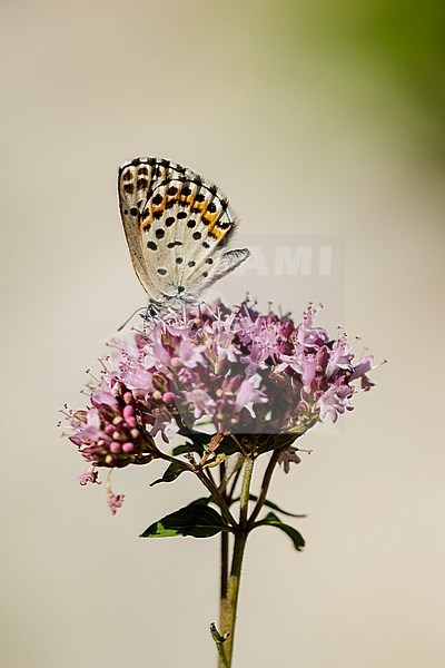 Vetkruidblauwtje, Chequered Blue stock-image by Agami/Iolente Navarro,