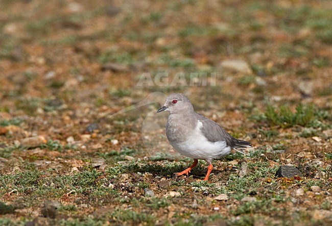 Magelhaenplevier, Magellanic Plover, Pluvianellus socialis stock-image by Agami/Marc Guyt,