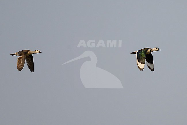 Cotton Pygmy Goose (Nettapus coromandelianus) Prachuap Khiri Khan, Thailand stock-image by Agami/Sylvain Reyt,