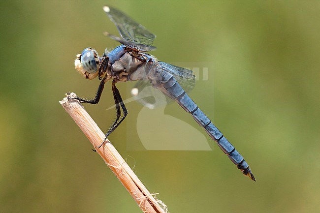 Mannetje Libellula comanche, Male Comanche Skimmer stock-image by Agami/Wil Leurs,