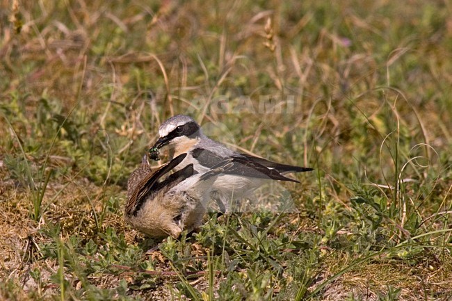 Mannetje Tapuit voert jong; Male Northern Wheatear feeding young stock-image by Agami/Martijn Verdoes,