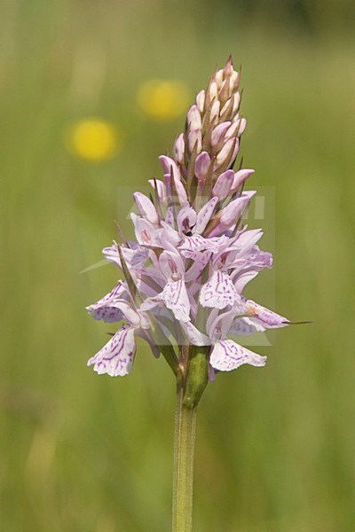 Dactylorhiza bloeiend, Dactylorhiza flowering stock-image by Agami/Han Bouwmeester,