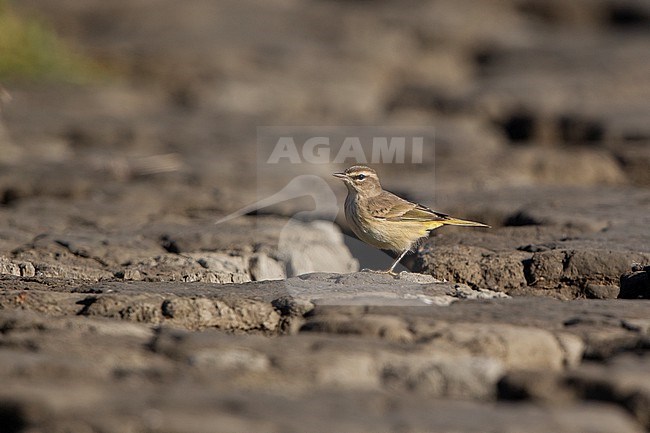 Palm Warbler (Setophaga palmarum) on ground during autumn migration at Cape May, New Jersey, USA stock-image by Agami/Helge Sorensen,