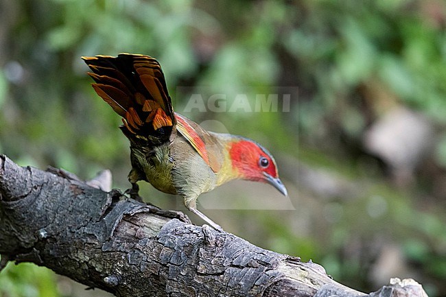 A Scarlet-faced Liocichla (Liocichla ripponi ssp. wellsi) is perching on a trunk turning its back to the photographer stock-image by Agami/Mathias Putze,
