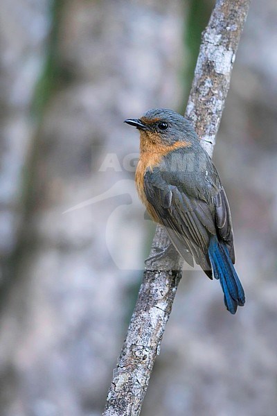 Female Timor Blue-flycatcher (Eumyias hyacinthinus) an endemic from Indonesia stock-image by Agami/Dubi Shapiro,