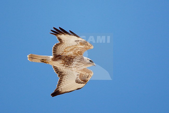 Steppebuizerd in de vlucht; Steppe Buzzard in flight stock-image by Agami/Markus Varesvuo,