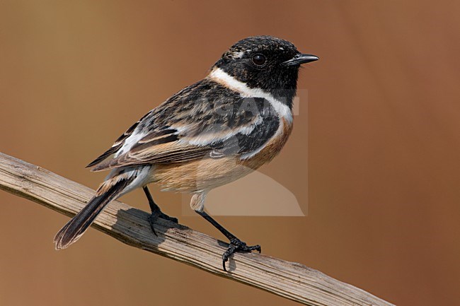 Mannetje Roodborsttapuit; Male European Stonechat stock-image by Agami/Daniele Occhiato,